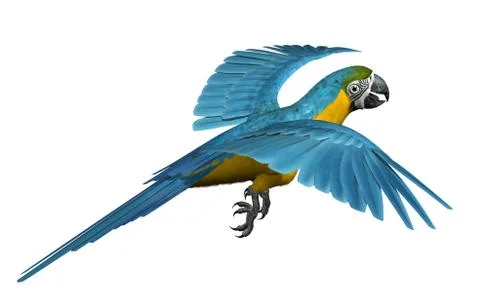 Macaw Flying Stock Illustration