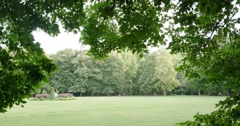 Macaw from the foliage of trees Stock Footage 156865525