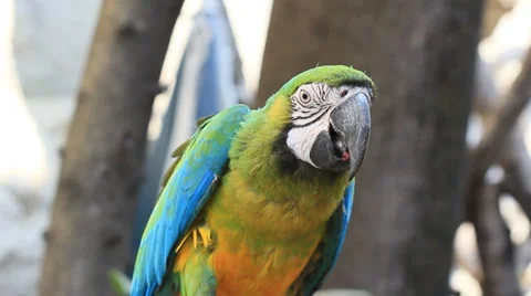 Macaw Stock Footage 35580314
