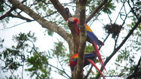 MACAW Video stock 312694819
