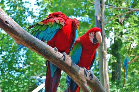 Macaw at the Forest Background Stock Photos