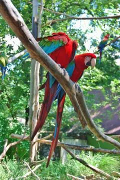 Macaw at the Forest Background Stock Photos