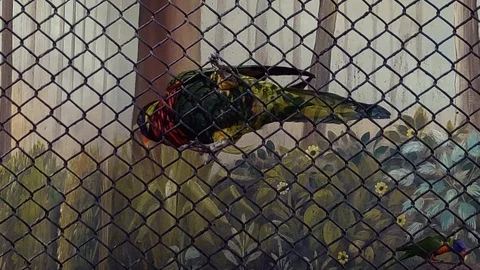 Macaw Hanging Panting Upside Down 4K Video stock 126103095