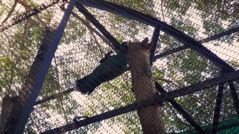 Macaw Hanging Upside Down 4K Video stock 126103101