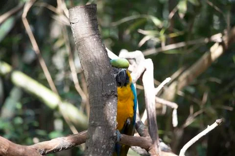 Macaw hidding Foto stock