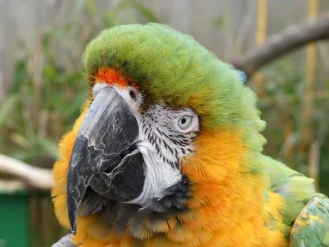 MaCaw with his head tilted Stock Photos