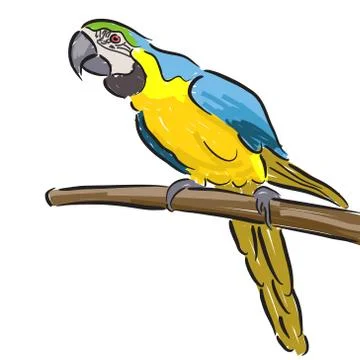 Macaw Stock Illustration