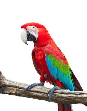 Macaw isolated Stock Photos
