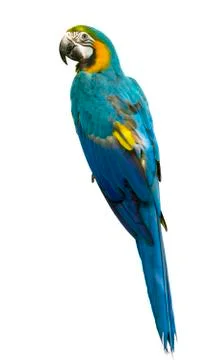 Macaw isolated on white background Stock Photos