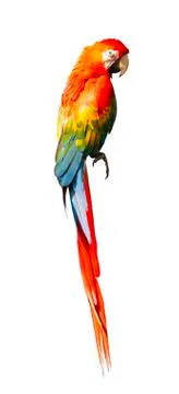 Macaw isolated on white background Stock Photos