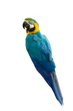 Macaw isolated on white background Stock Photos