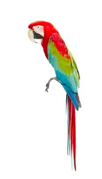 Macaw isolated on white background Stock Photos