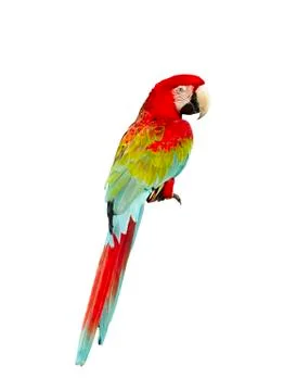 Macaw isolated on white background Stock Photos