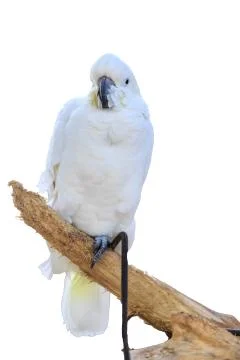 Macaw isolated on white Stock Photos