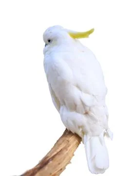 Macaw isolated on white Stock Photos