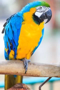 Macaw isolated on white Stock Photos