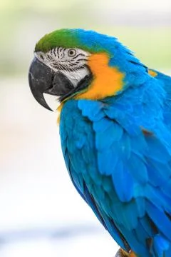 Macaw isolated on white Stock Photos