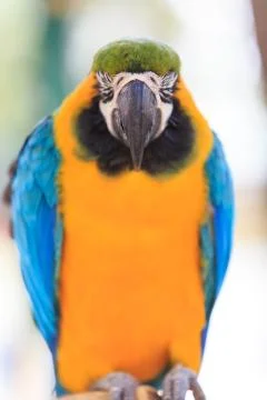 Macaw isolated on white Stock Photos