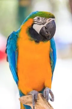 Macaw isolated on white Stock Photos