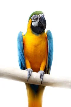 Macaw isolated on white Stock Photos