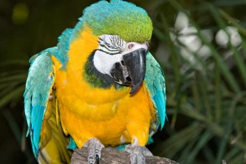 Macaw laughing or crying Stock Photos