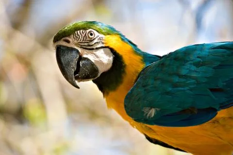 Macaw looking back Stock Photos