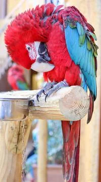 Macaw in Malta Birds Park, Blue Macaw, Red Macaw, Parrots Stock Photos