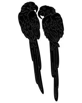 Macaw Natural View Black Vector Silhouette Design Element Illustrazione stock