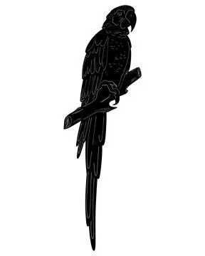 Macaw Natural View Black Vector Silhouette Design Element 스톡 일러스트