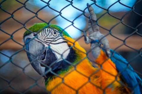 Macaw on the net Stock Photos