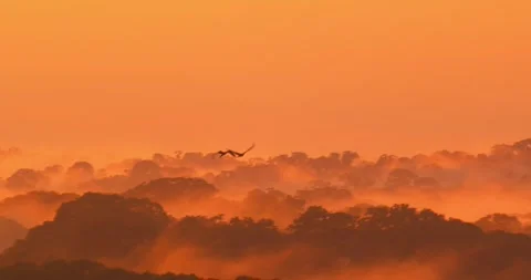 Macaw pair captured in silhouette, flying beneath a breathtaking twilight sky Stock Footage 303257825