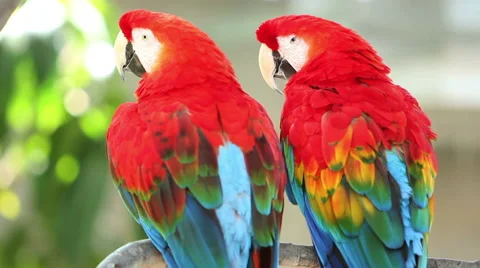 Macaw Pair sitting together Stock Footage 56250959