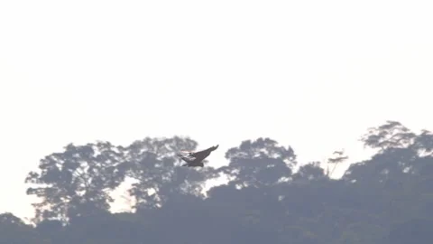 A macaw pair soars in silhouette across the treetops of Peru’s rainforest under Video stock 304113136