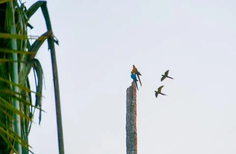 Macaw Pairs in Amazon Stock Photos