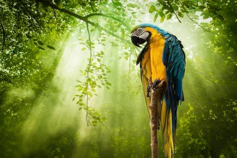 Macaw parrot and Rays of sunlight on Green Forest Stock Photos