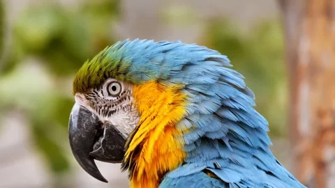 Macaw parrot beautiful bird Video stock 274415071