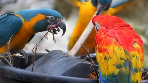 Macaw parrot beautiful bird Stock-Footage 274415433