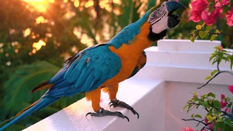 Macaw Parrot Bird (Maldives) Stock Footage