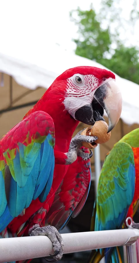 Macaw parrot bird perching on perch picking walnut shell. vertical video. Stock Footage 247699230