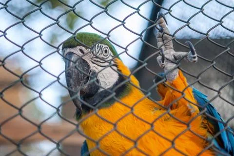 Macaw parrot in the cage Stock Photos