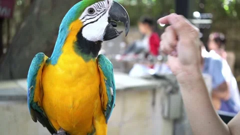 Macaw parrot is caressed by a human hand like a friend Stock Footage 140072465