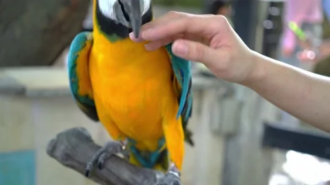 Macaw parrot is caressed by a human hand like a friend. Stock Footage 140072586