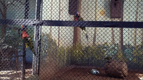 Macaw Parrot Climbing Down 4K Video stock 126103137