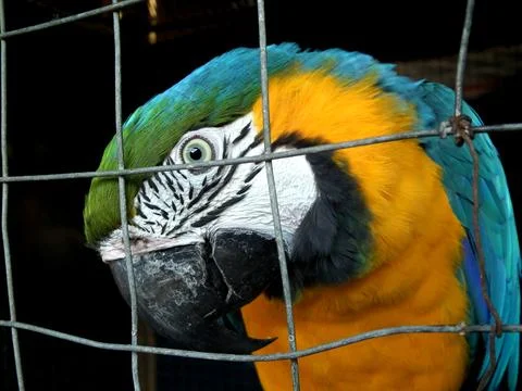 Macaw parrot close-up behind a net Stock Photos