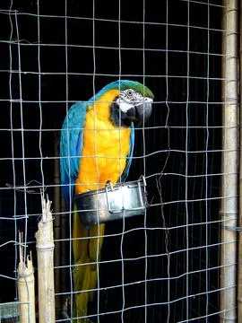 Macaw parrot close-up behind a net Foto stock