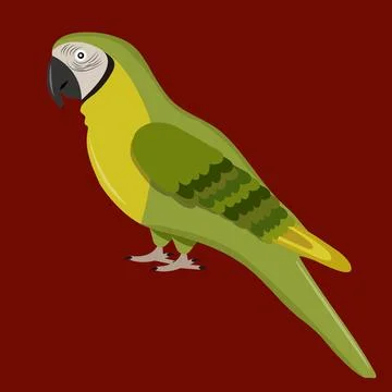 Macaw parrot on a dark background Stock Illustration