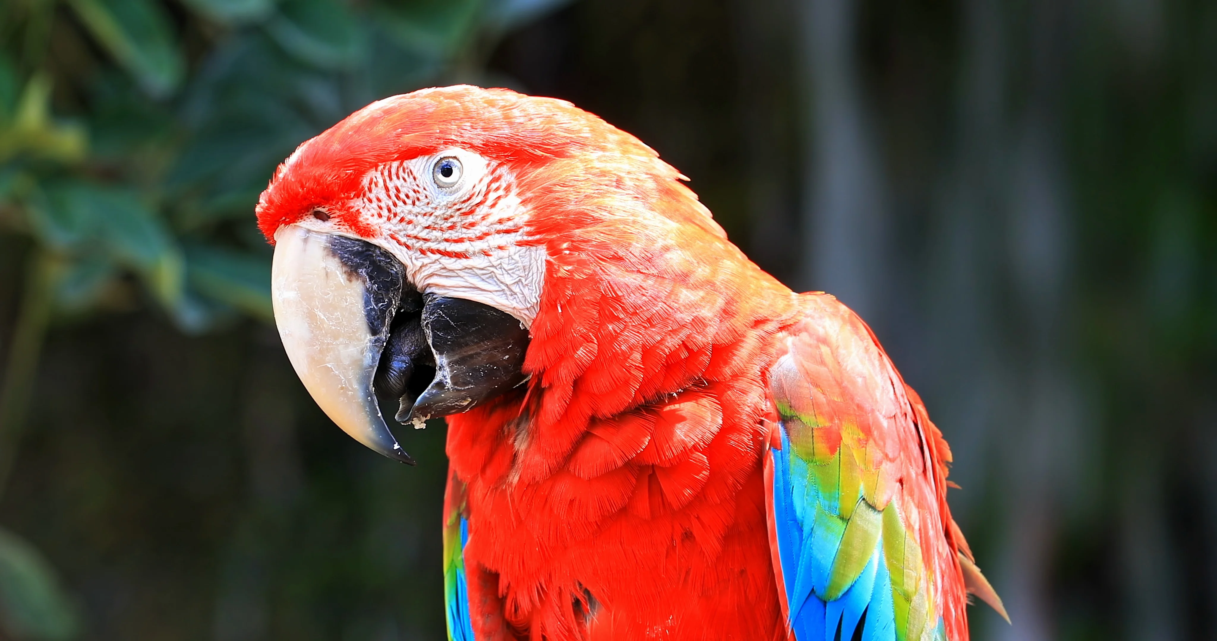 rainforest parrot