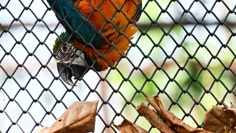 Macaw Parrot at Exotic Zoo Stock Footage 326413501