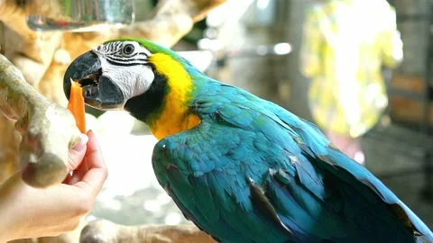 Macaw parrot is fed by humans Stock Footage 140073272