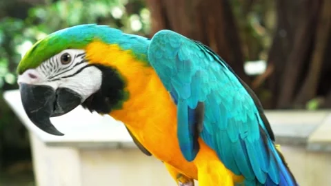 Macaw parrot is fed by humans Stock Footage 140074104
